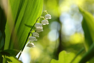 Lily of the valley in the forest
