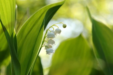 Lily of the valley in the forest