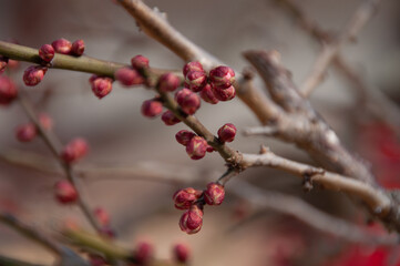 red berries on a branch