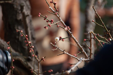 cherry blossom branches of a tree