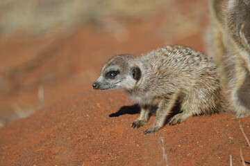 Meerkat going about its business in the early morning