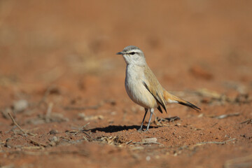 Kalahari scrub-robin looking for food on red sand