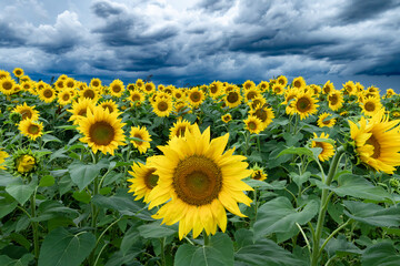 sunflower field in stormy weather