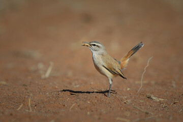 Kalahari scrub-robin eating a worm grub it found in red desert sand