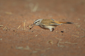 Kalahari scrub-robin eating a worm grub it found in red desert sand