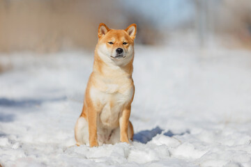 a dog of the Shiba Inu breed. The dog is in the park. Shiba inu in nature.	
