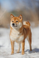 a dog of the Shiba Inu breed. The dog is in the park. Shiba inu in nature.	
