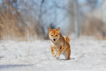 a dog of the Shiba Inu breed. The dog is in the park. Shiba inu in nature.	
