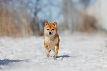 a dog of the Shiba Inu breed. The dog is in the park. Shiba inu in nature.	
