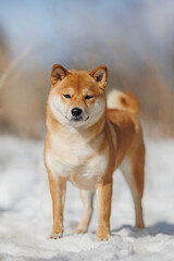 a dog of the Shiba Inu breed. The dog is in the park. Shiba inu in nature.	
