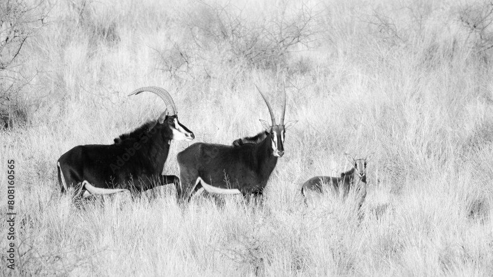 Poster Sable antelope bull looking at ewe with baby nearby on mountain slope