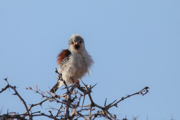 Pygmy falcon calling from the top of a tree with blue sky background