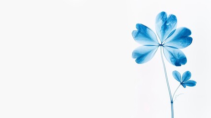 Minimalist blue floral background, single flower, in the style of xray. wedding or condolence card or banner  large copy space for text, 