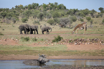 Buffalo and elephant near a giraffe drinking water