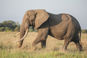 African elephant walking through the bush while looking for food