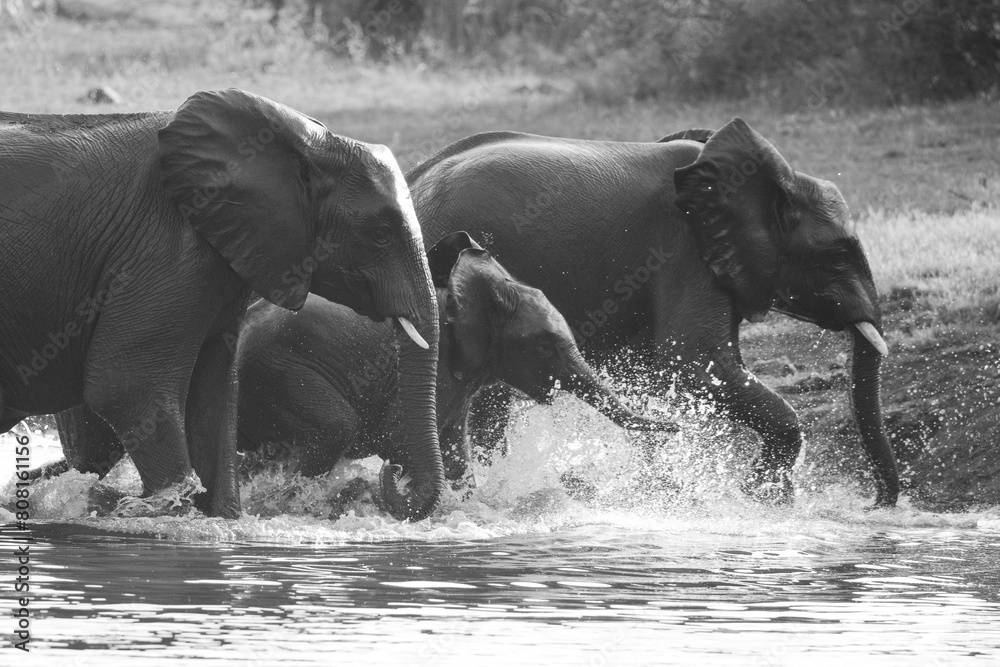 Poster Elephant drinking water and cooling off at a dam