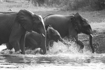 Elephant drinking water and cooling off at a dam