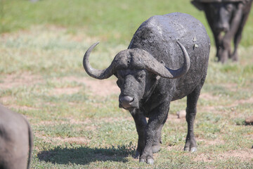 Large buffalo covered in mud