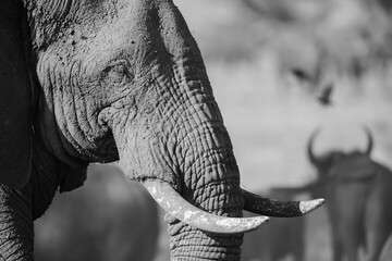 Close portrait of African elephant
