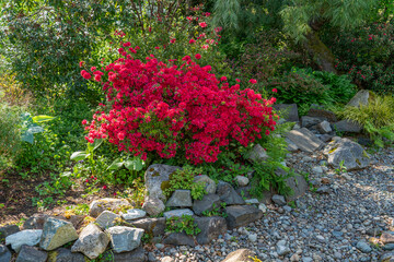 Garden Spring Red Flowers 3