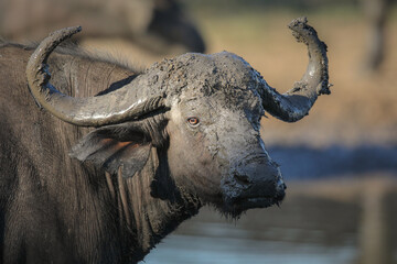 Large buffalo covered in mud
