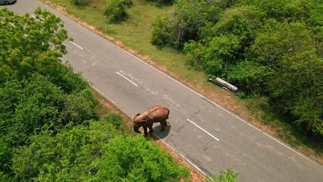 Aerial drone footage captures majestic wild elephant traversing a road in Sri Lanka lush reserves, a scene vital for eco awareness and animal conservation, reflecting natural habitat coexistence.