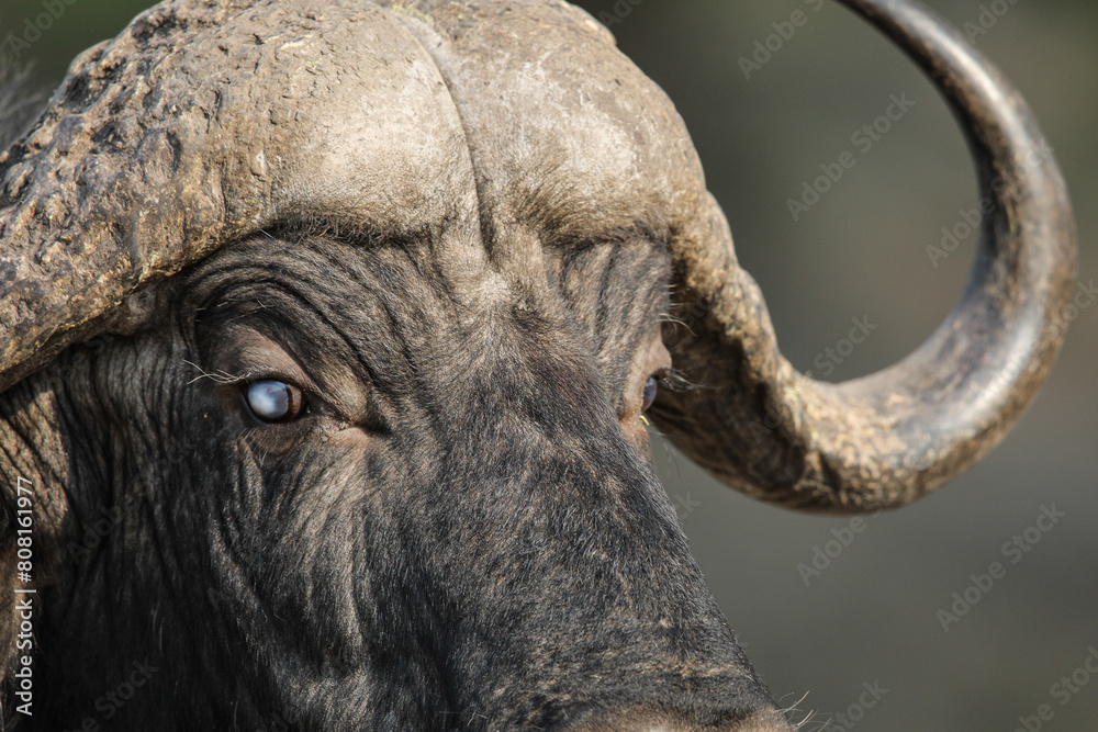 Poster Face of a Cape buffalo (big five)