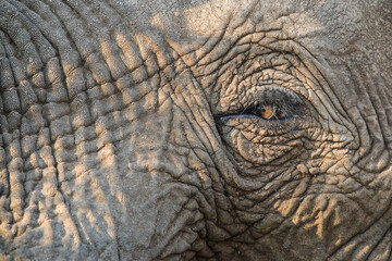 Fototapeta premium Close-up of an elephant eye catching sunlight