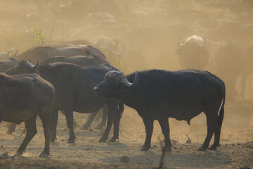 Herd of Cape buffalo standing in a dust storm at sunset