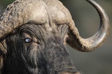 Face of a Cape buffalo (big five)
