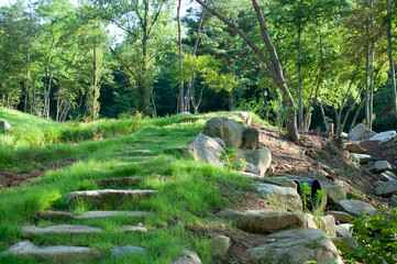 steps in the forest