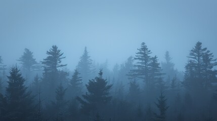   A fog-filled forest teems with numerous trees in the foreground, while a bird flies centrally within the image