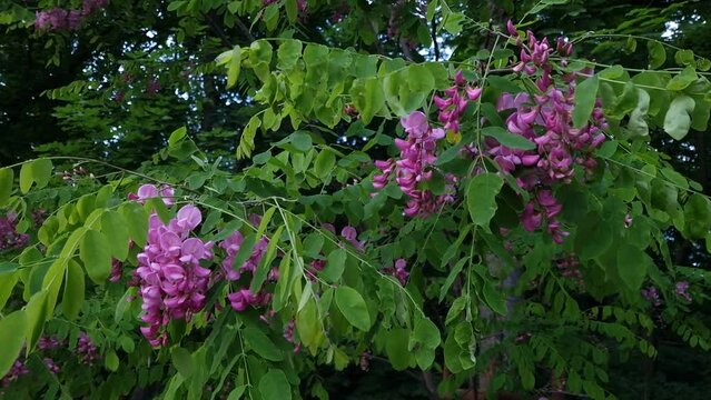 Robinia hispida or rose acacia. natural sound