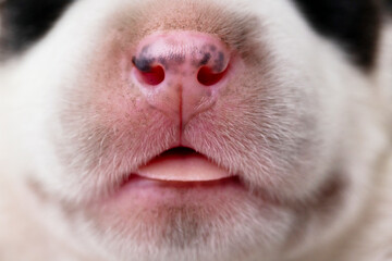 Close-Up of Dog's Snout and Mouth