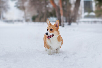 A Welsh Corgi Cardigan puppy in the park. Portrait of a smiling dog Welsh Corgi Pembroke	
