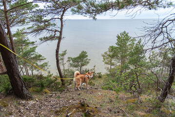 A red Shiba inu dog is standing on Panga cliff at  spring in Saaremaa island, Estonia