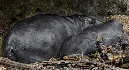Pigmy hippopotamus couple on the ground. Latin name - Hexaprotodon libiriensis