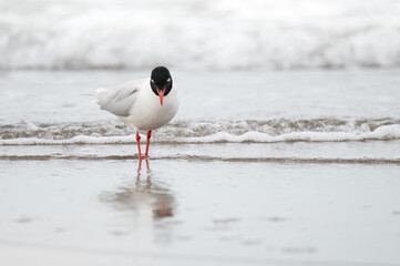 Ichthyaetus melanocephalus on the beach