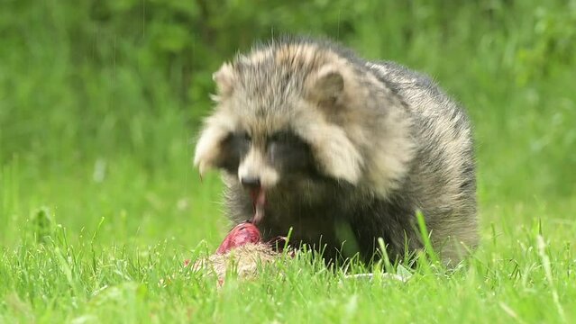 Raccoon dog common Nyctereutes procyonoides meadow Chinese Asian field closeup cute darling invasive species in Europe, evening sunset summer looking, beast fur eyes problem for biodiversity, Europe