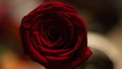 photography of red roses, rose, romance