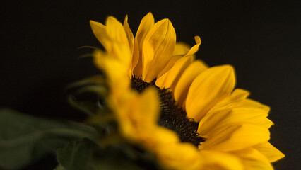 Fototapeta premium sunflower photography