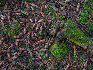 Natur und Wald, Forst Moos, Fichten, Zapfen