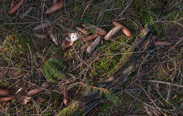 Natur und Wald, Forst Moos, Fichten, Zapfen