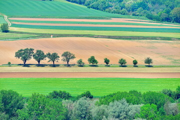 Beautiful landscape with trees in Austria.