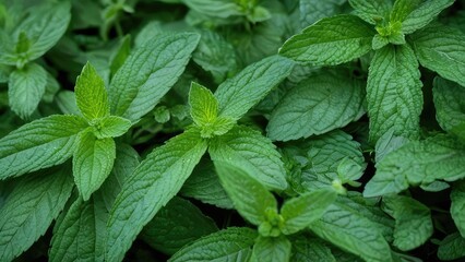 Fresh mint, tasty refreshing peppermint herb leaves closeup