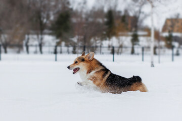 A Welsh Corgi Cardigan puppy in the park. Portrait of a smiling dog Welsh Corgi Pembroke	