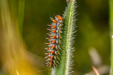 caterpillar on a leaf