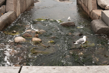 white seagull on the sea