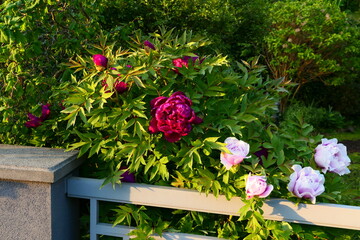 Strauchpfingstrose Blüte