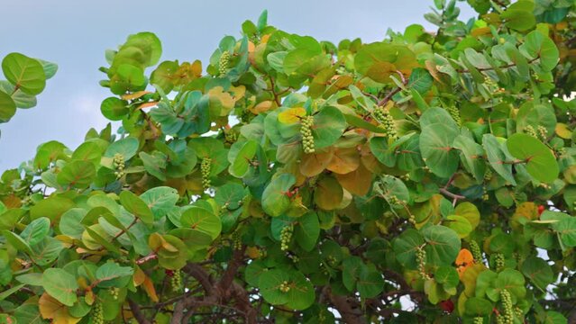 Close up view of sea grape plant with its broad leaves and clustered fruits.
